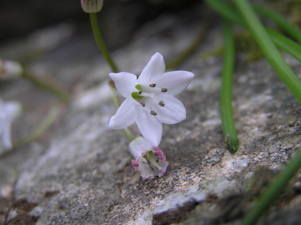 Brimeura fastigiata